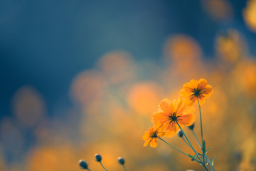 生僻唯美的花名大全