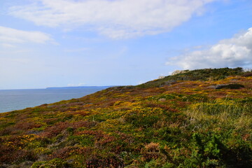 女人梦见桃子什么意思
