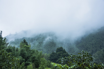 生僻唯美的花名大全